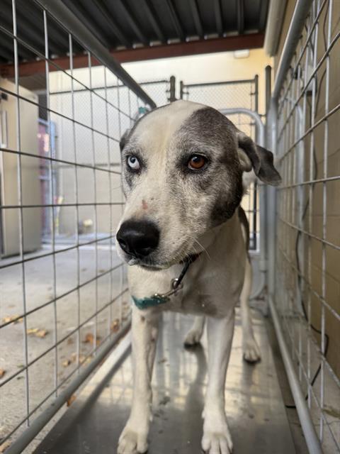 Shelter Stray Female Dog last seen Near BLK PALM ST, BAKERSFIELD CA, 201 S Mt Vernon Ave, Bakersfield, CA 93307, USA