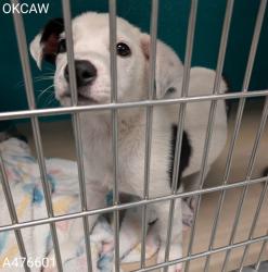 Shelter Stray Female Dog last seen , 2811 SE 29th St, Oklahoma City, OK 73129, USA