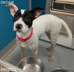 Shelter Stray Female Dog last seen , 2811 SE 29th St, Oklahoma City, OK 73129, USA