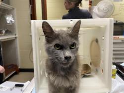 Shelter Stray Female Cat last seen Near BLOCK N 83RD ST, 3839 W Burnham St, West Milwaukee, WI 53215, USA