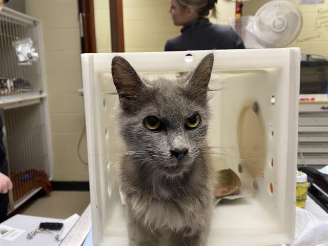 Shelter Stray Female Cat last seen Near BLOCK N 83RD ST, 3839 W Burnham St, West Milwaukee, WI 53215, USA