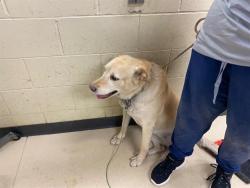 Shelter Stray Female Dog last seen Near BLOCK RAWSON AVE, 3839 W Burnham St, West Milwaukee, WI 53215, USA
