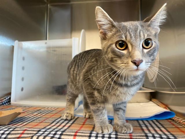 Shelter Stray Male Cat last seen Near BLOCK N 64TH ST, 3839 W Burnham St, West Milwaukee, WI 53215, USA