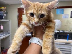 Shelter Stray Male Cat last seen Near BLOCK N VEL R PHILLIPS ST, 3839 W Burnham St, West Milwaukee, WI 53215, USA