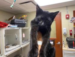 Shelter Stray Male Cat last seen Near BLOCK N VEL R PHILLIPS ST, 3839 W Burnham St, West Milwaukee, WI 53215, USA