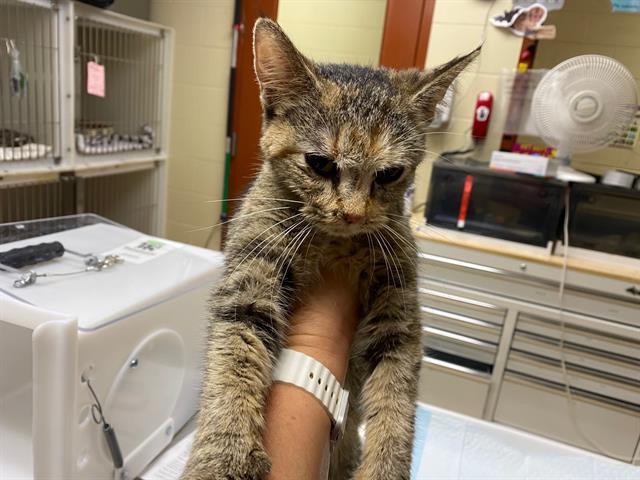 Shelter Stray Female Cat last seen Near BLOCK W LINCOLN AVE, 3839 W Burnham St, West Milwaukee, WI 53215, USA