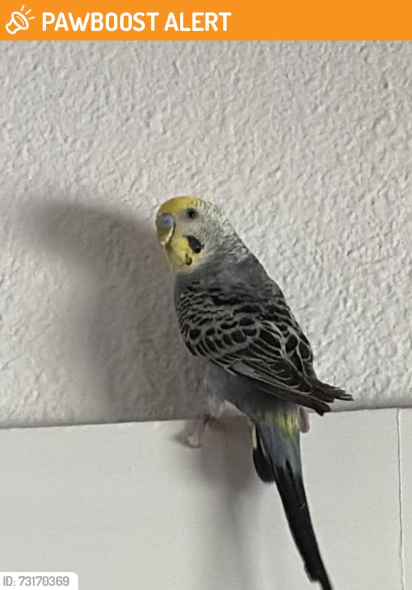Found/Stray Unknown Bird last seen Eldorado and Bedford/Euless Road, North Richland Hills, TX 76180