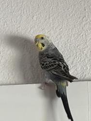 Found/Stray Unknown Bird last seen Eldorado and Bedford/Euless Road, North Richland Hills, TX 76180