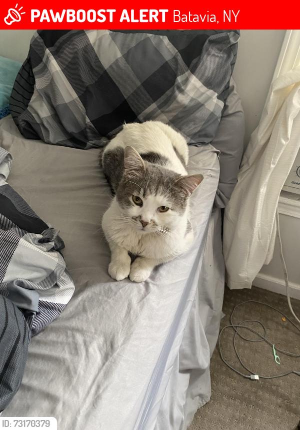 Lost Male Cat last seen near middle school, Batavia, NY 14020