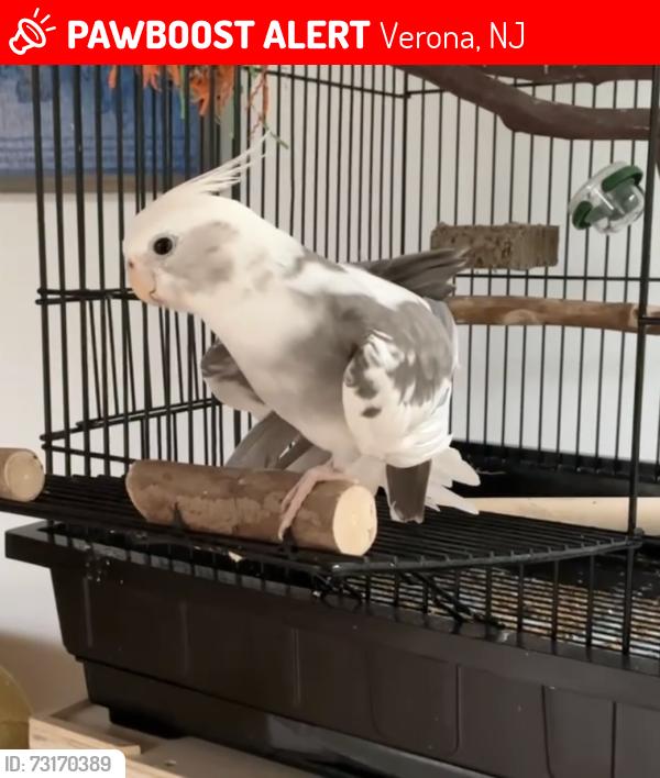 Lost Male Bird last seen Fairview ave and Franklin st, Verona, NJ 07044