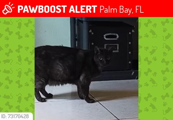 Lost Male Cat last seen Trier, Palm Bay, FL 32907