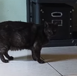 Lost Male Cat last seen Trier, Palm Bay, FL 32907