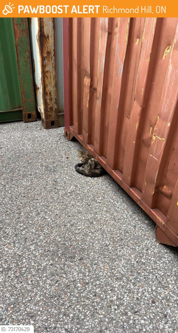 Found/Stray Unknown Cat last seen 25A East Pearce Street, Richmond Hill, ON 