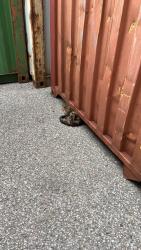 Found/Stray Unknown Cat last seen 25A East Pearce Street, Richmond Hill, ON 