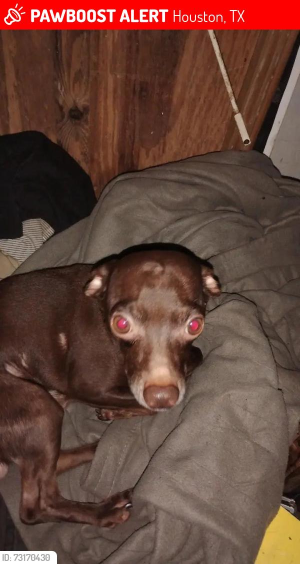 Lost Male Dog last seen Near Grow Ln, Houston, TX 77040, Houston, TX 77040