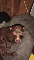 Lost Male Dog last seen Near Grow Ln, Houston, TX 77040, Houston, TX 77040