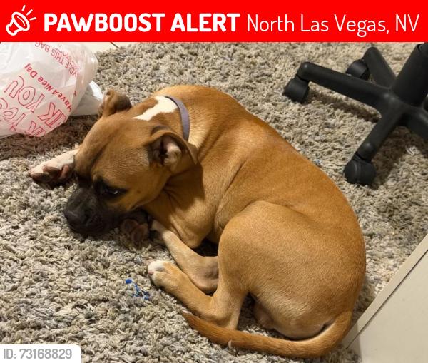 Lost Male Dog last seen North lake mead and pecos, North Las Vegas, NV 89030