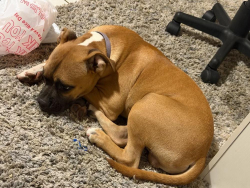 Lost Male Dog last seen North lake mead and pecos, North Las Vegas, NV 89030