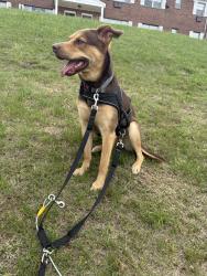 Lost Male Dog last seen Skytop & erston rn, Sayreville, NJ 08859