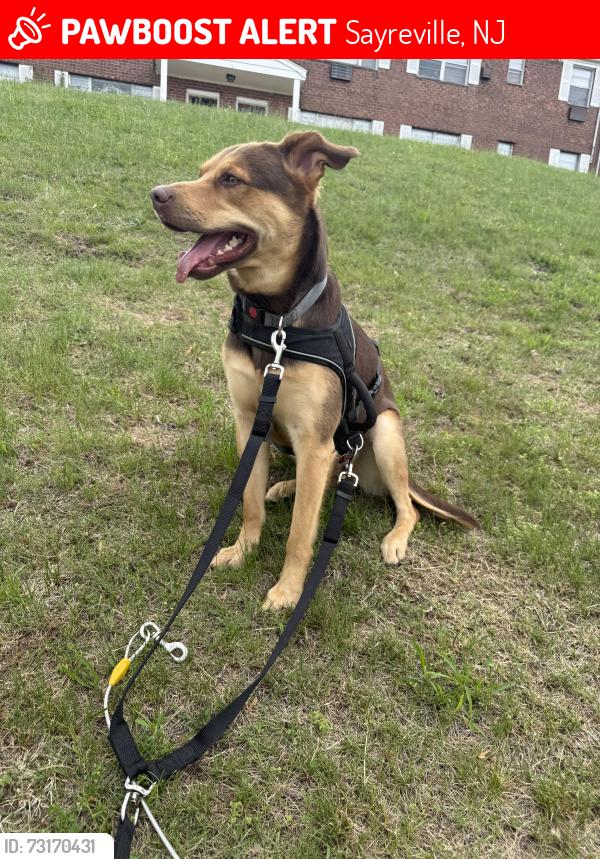 Lost Male Dog last seen Skytop & erston rn, Sayreville, NJ 08859