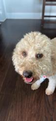 Reunited Male Dog last seen Desoto tx, DeSoto, TX 75115