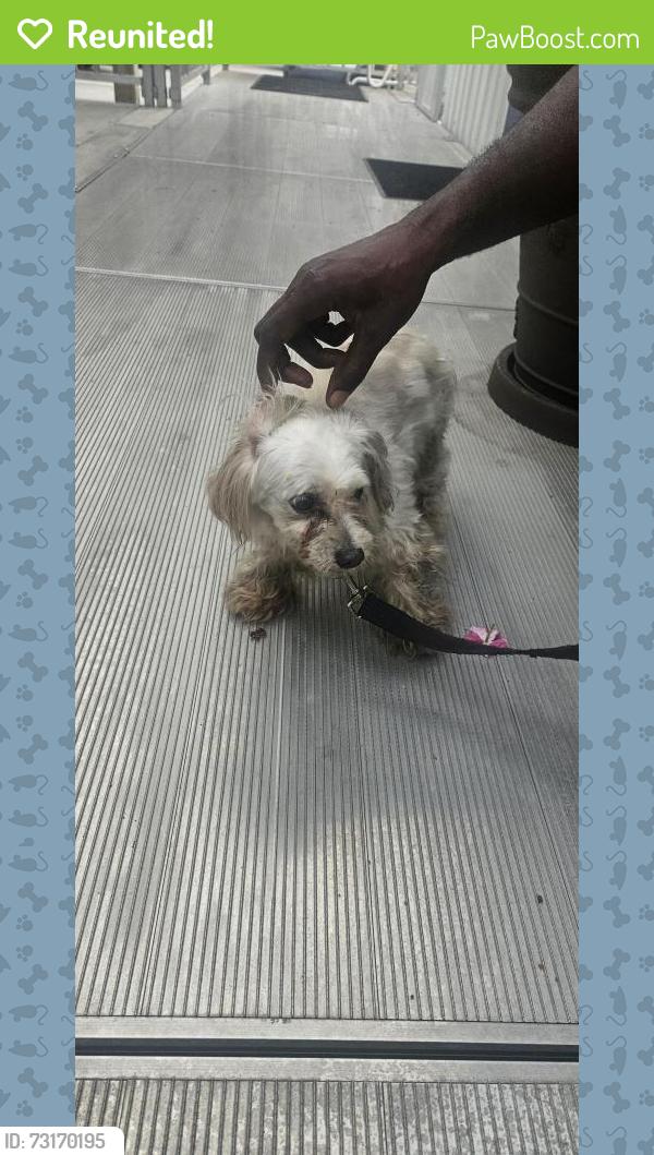 Reunited Male Dog last seen 10th Street and 3rd Avenue, Pompano Beach, FL 33060