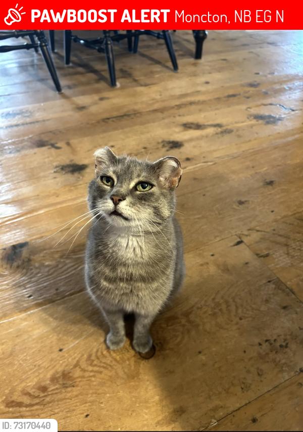 Lost Female Cat last seen Ammon road (end closest to Gorge road), Moncton, NB E1G 3N9