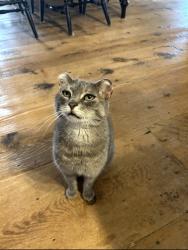 Lost Female Cat last seen Ammon road (end closest to Gorge road), Moncton, NB E1G 3N9