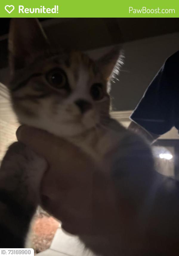 Reunited Unknown Cat last seen 35th ave, New Hope, MN 55427