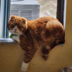 Lost Male Cat last seen Bobolink ave. Owl rd, North Weeki Wachee, FL 34613