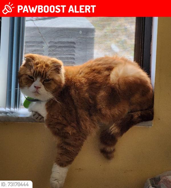 Lost Male Cat last seen Bobolink ave. Owl rd, North Weeki Wachee, FL 34613