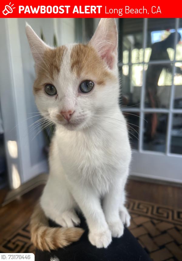 Lost Male Cat last seen Drake Park, Long Beach, CA 90813