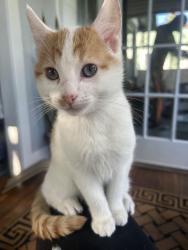 Lost Male Cat last seen Drake Park, Long Beach, CA 90813