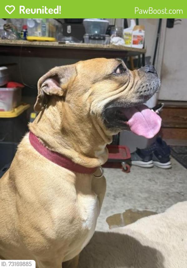 Reunited Male Dog last seen State Rd and West Avondale Rd, Chester County, PA 19390