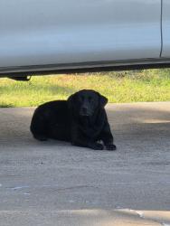 Found/Stray Female Dog last seen US 377 Aubrey Tx, Aubrey, TX 76227
