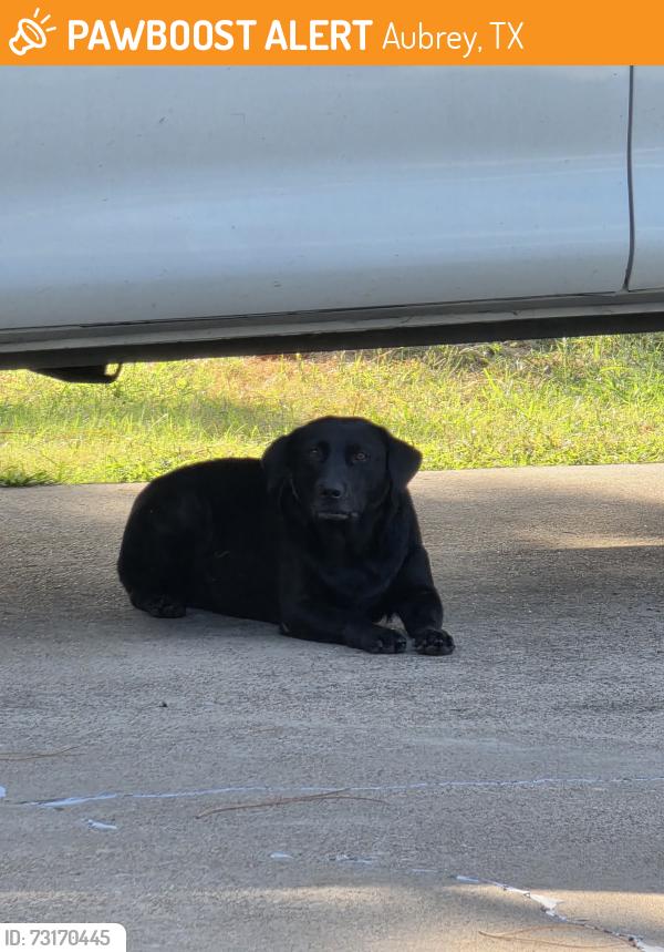 Found/Stray Female Dog last seen US 377 Aubrey Tx, Aubrey, TX 76227