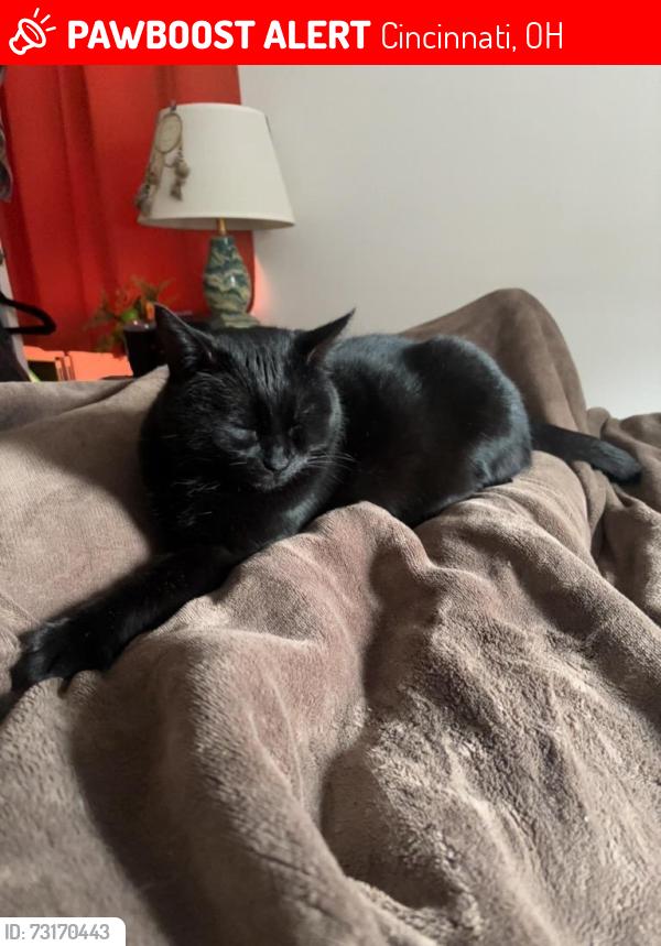 Lost Female Cat last seen Riddle road and riddle crest, Cincinnati, OH 45220