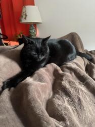 Lost Female Cat last seen Riddle road and riddle crest, Cincinnati, OH 45220