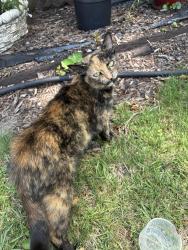 Found/Stray Female Cat last seen Blue ridge. Easley, Easley, SC 29640
