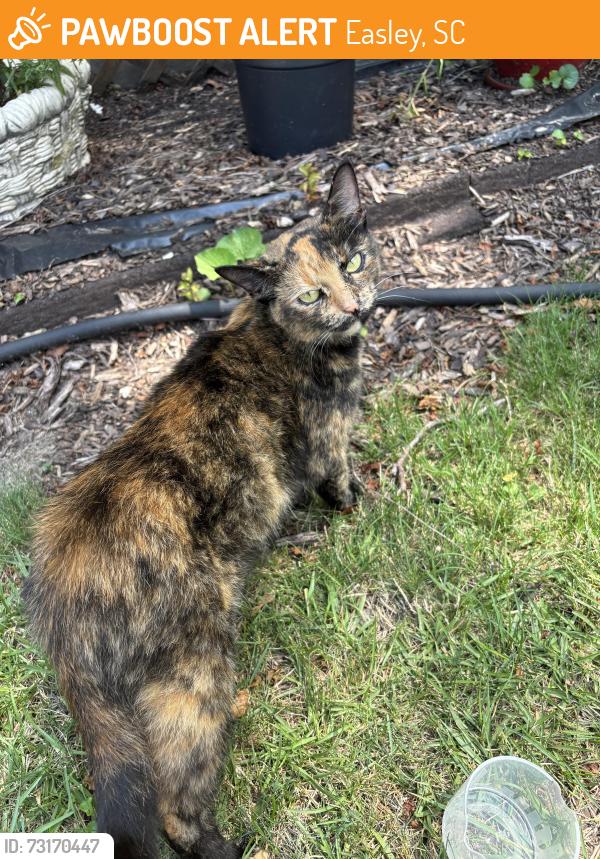 Found/Stray Female Cat last seen Blue ridge. Easley, Easley, SC 29640