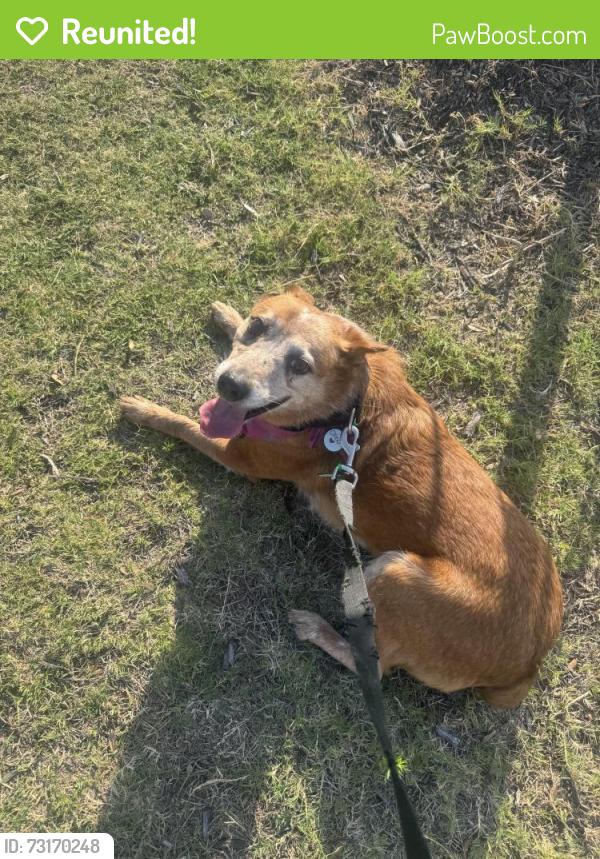 Reunited Female Dog last seen anacapri neighborhood, Anna, TX 75409