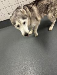 Shelter Stray Female Dog last seen marsha st, Keller, TX, 330 Rufe Snow Dr, Keller, TX 76248, USA