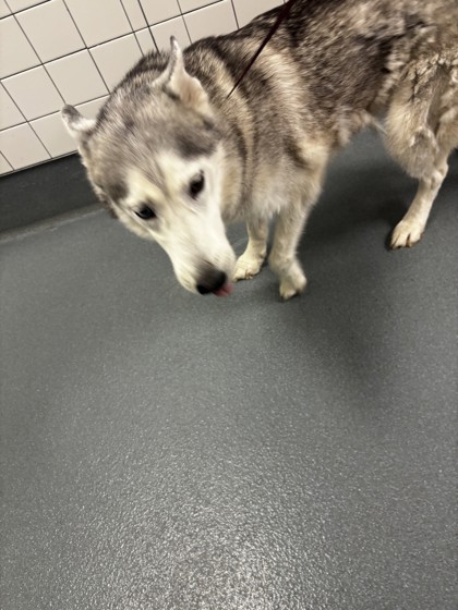 Shelter Stray Female Dog last seen marsha st, Keller, TX, 330 Rufe Snow Dr, Keller, TX 76248, USA