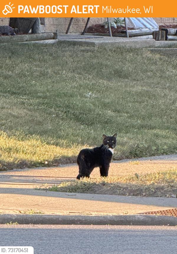 Found/Stray Unknown Cat last seen 63rd eden, Milwaukee, WI 53219