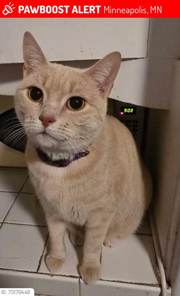 Lost Female Cat last seen 14th Avenue South and 28th Street, Phillips Midtown, Minneapolis, MN 55407