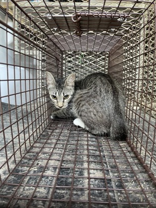 Shelter Stray Unknown Cat last seen Near Markwood Dr., Duncanville, TX, 1150 E Pleasant Run Rd, Cedar Hill, TX 75104, USA