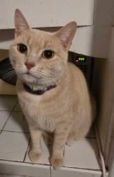 Lost Female Cat last seen 14th Avenue South and 28th Street, Phillips Midtown, Minneapolis, MN 55407