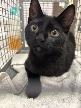Shelter Stray Male Cat last seen Near Main St, 70714, LA, 2550 Gourrier Ave, Baton Rouge, LA 70820, USA