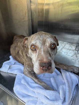 Shelter Stray Male Dog last seen 3930-Blk Eagles Nest, City of Round Rock, TX, 1855 SE Inner Loop, Georgetown, TX 78626, USA