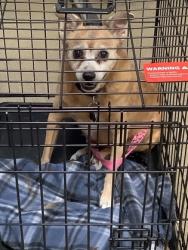 Shelter Stray Female Dog last seen Near INVERNESS AVE, West District, TX, 355 Hillshire Dr, Haslet, TX 76052, USA